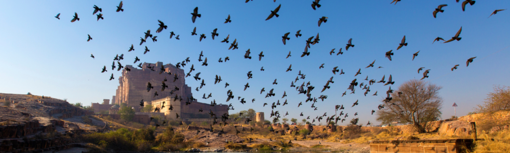 Visitez Jodhpur, la ville Bleue Du Rajasthan
