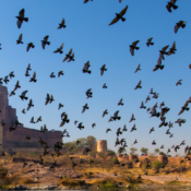 Visitez Jodhpur, la ville Bleue Du Rajasthan