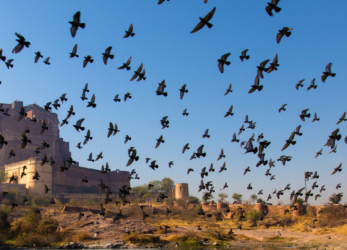 Visitez Jodhpur, la ville Bleue Du Rajasthan
