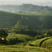 Que voir à Kumarakom