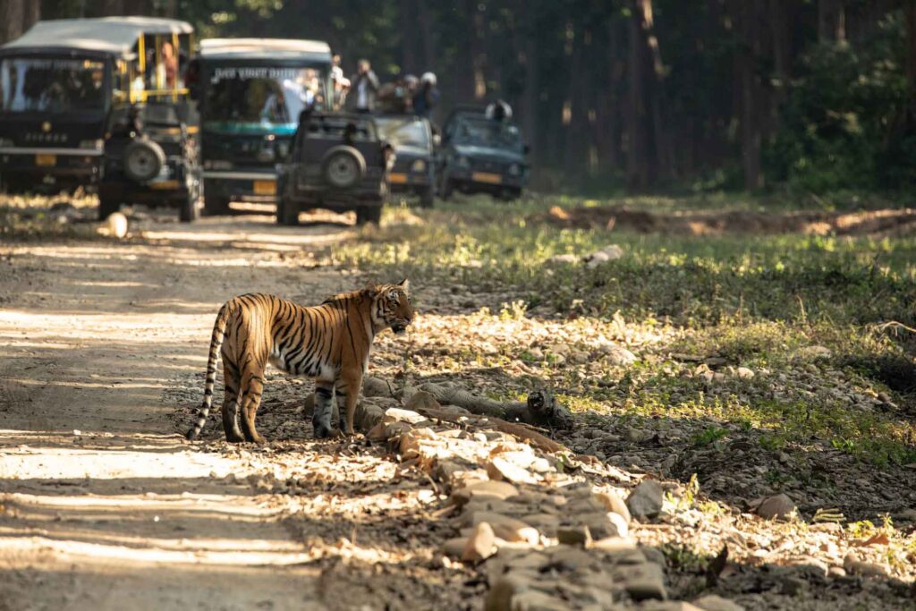 Park Safari en Inde