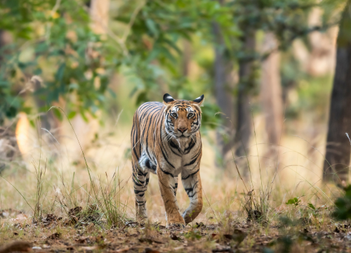 Parcs nationaux en Inde