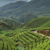 L’ ultime guide de voyage du Kerala