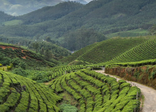 L’ ultime guide de voyage du Kerala!!