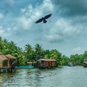Les magnifiques backwaters du Kerala