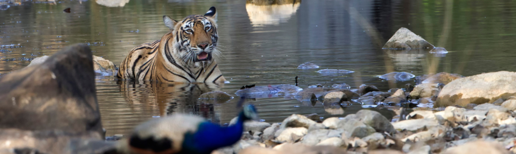 Les meilleurs endroits pour voir les tigres en Inde