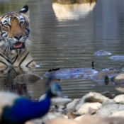 Les meilleurs endroits pour voir les tigres en Inde