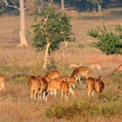 Parc National de Kanha, Inde