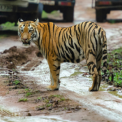 Tiger Safari en Inde du Nord