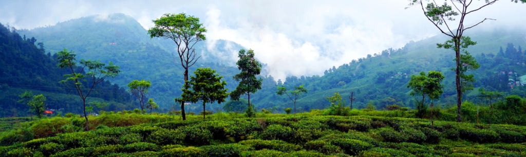 Guide de voyage à Darjeeling – Attractions et sites touristiques