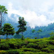 Guide de voyage à Darjeeling – Attractions et sites touristiques