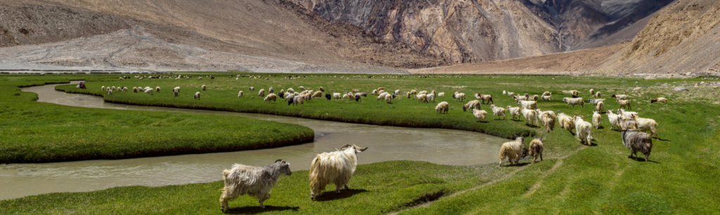 Que visiter au Ladakh ?