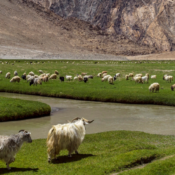 Que visiter au Ladakh