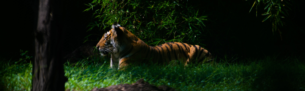 Safari de Tigres en Inde dans le Parc National de Ranthambore