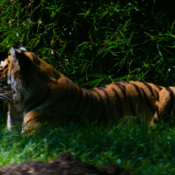 Safari de Tigres en Inde dans le Parc National de Ranthambore