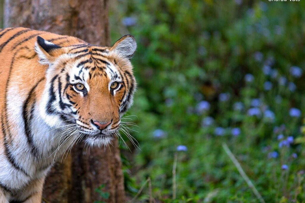 Safari de Tigres en Inde dans le Parc National de Ranthambore