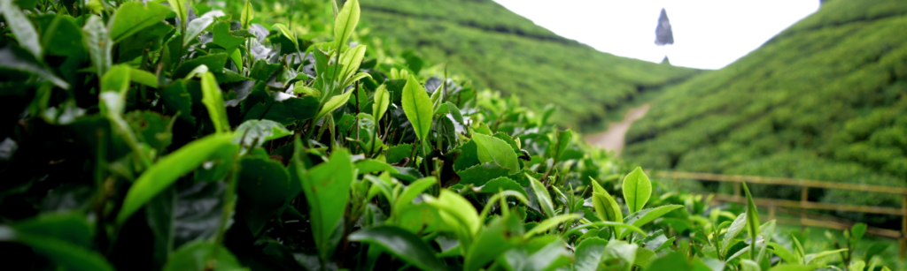 Voyage luxe Sikkim et Darjeeling