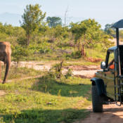 La Meilleure Expérience de Safari en Inde