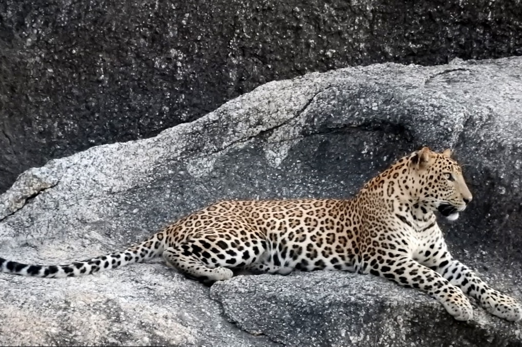 Parc national de Jawai, Rajasthan