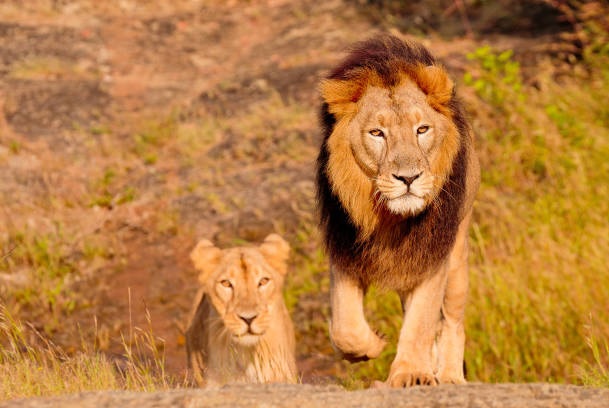 À la découverte du parc national de Gir