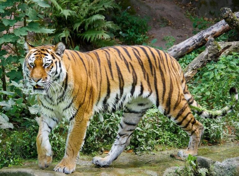 Parc National et Réserve de Tigres Jim Corbett, Inde