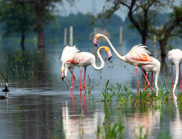Bharatpur and Keoladeo National Park