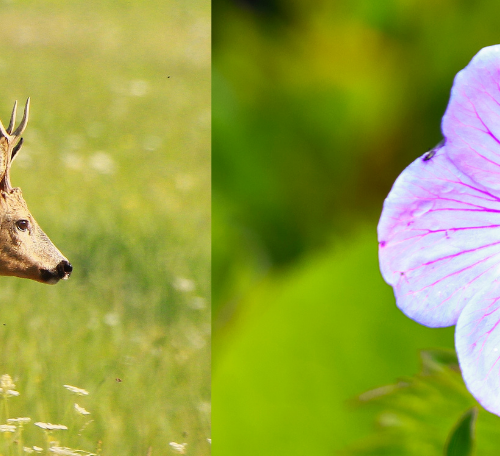 LA FAUNE ET LA FLORE DU NORD DE L’INDE