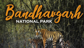 Parc national de Bandhavgarh