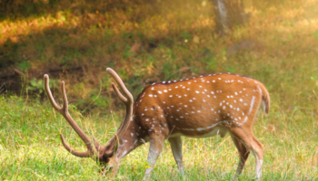Parc national de Kanha Madhya Pradesh