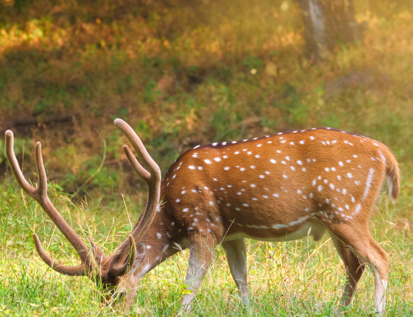 Parc national de Kanha Madhya Pradesh
