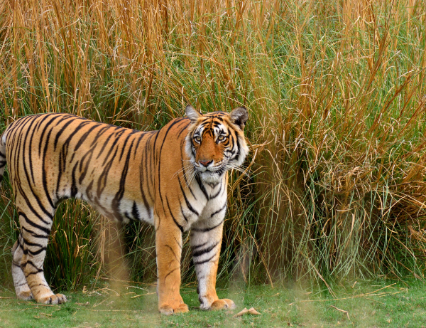 Parc national de Ranthambore