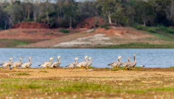Parc national de Satpura