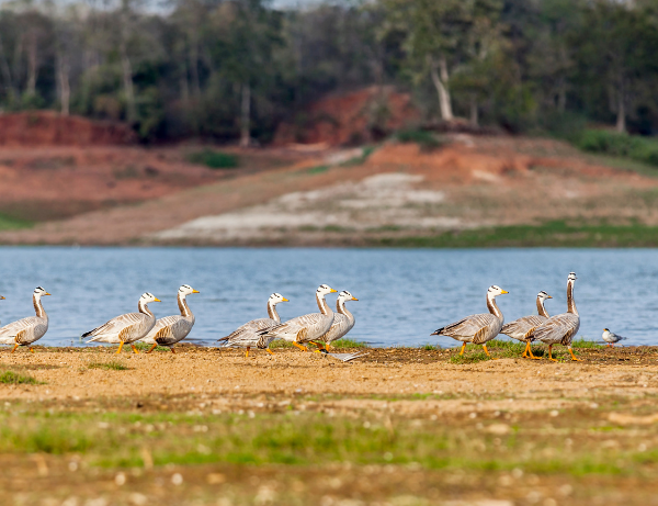 Parc national de Satpura