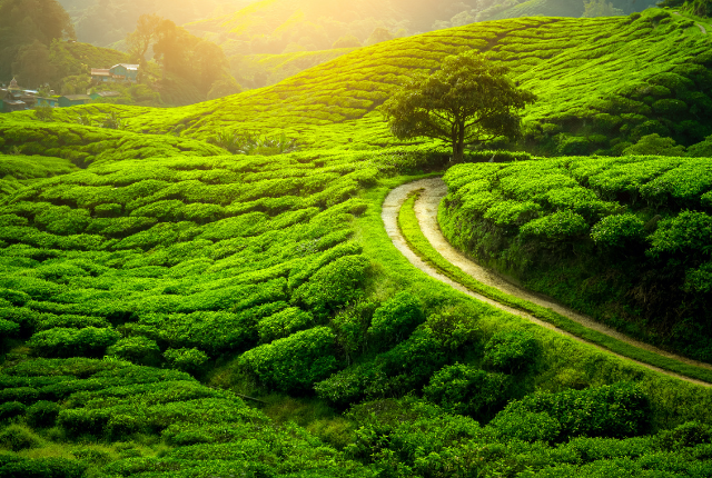 Darjeeling​