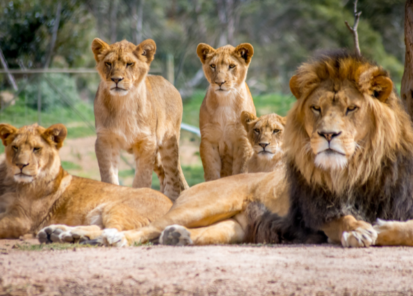 Gir National Park, wildlife