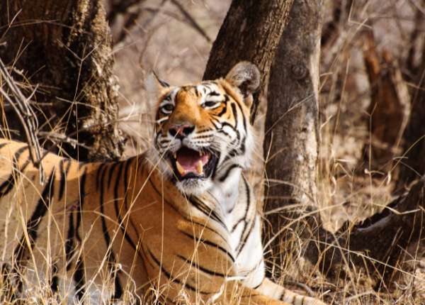 Parc National de Ranthambore, Wildlife