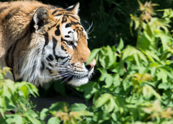 Parc national de Tadoba, Wildlife