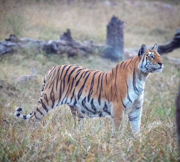 Ranthambore National Park 